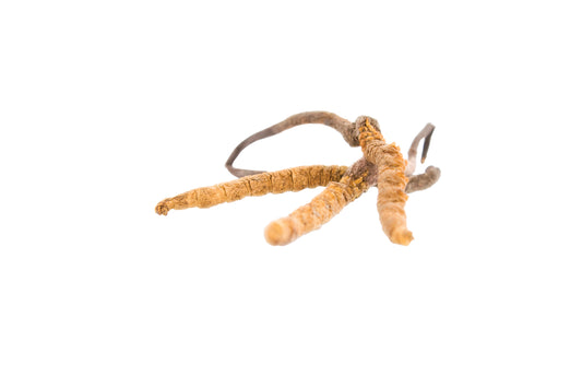 HAWLIK Cordyceps CS-4 Extrakt Kapseln