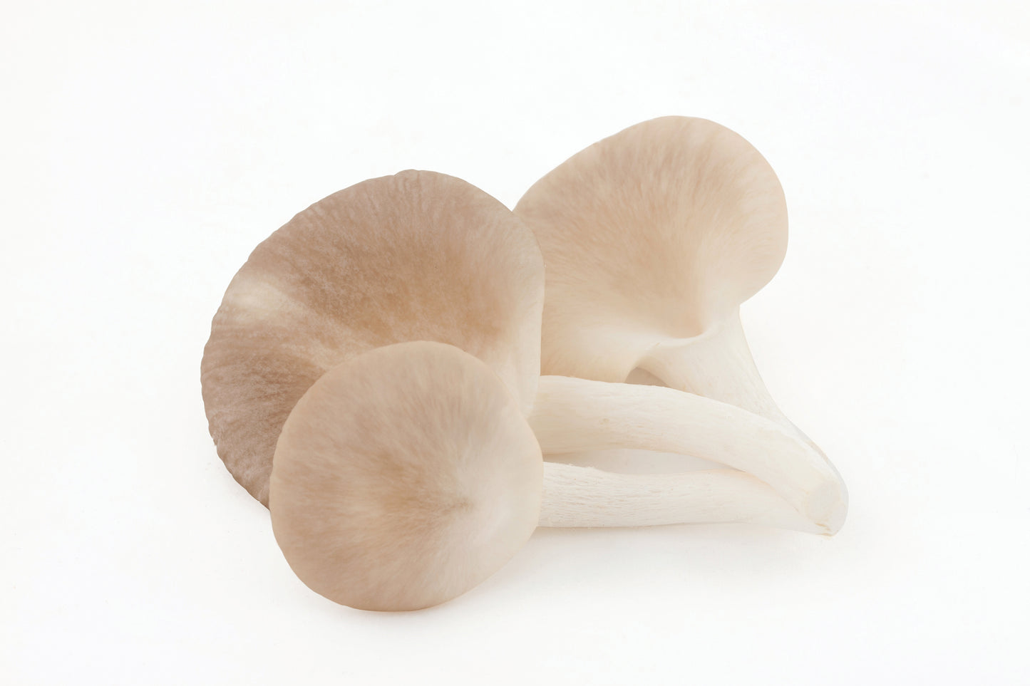 HAWLIK Bio Pleurotus Extrakt Kapseln